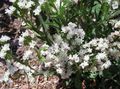 Hage blomster Carolina Hav Lavendel, Limonium hvit Bilde