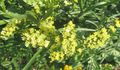 dzeltens Zieds Carolina Jūras Lavanda Foto un raksturlielumi