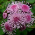 Flor Fio, Ageratum houstonianum rosa foto