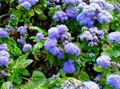 Floss Kvetina, Ageratum houstonianum modrá fotografie