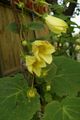Gartenblumen Gelbes Wachs Glocken, Kirengeshoma palmata gelb Foto