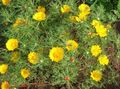 dzeltens Zieds Cladanthus Foto un raksturlielumi
