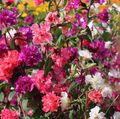 roșu  Clarkia, Floare Ghirlanda, Ghirlanda Munte fotografie și caracteristici