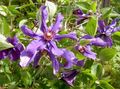 purpurs Zieds Clematis Foto un raksturlielumi