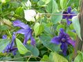 Dārza Ziedi Clematis zils Foto