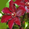 červená Květina Klematis fotografie a charakteristiky