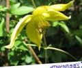 žltá Kvetina Klematis fotografie a vlastnosti