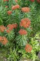 Bahçe Çiçekleri Rhodiola, Roseroot, Sedum, Leedy En Roseroot, Stonecrop kırmızı fotoğraf