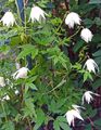 bláthanna gairdín Atragene, Clematis Beag-Flowered bán Photo