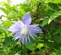 modrá Kvetina Atragene, Malé Kvitnúce Plamienok fotografie a vlastnosti
