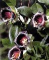 Gartenblumen Dom Glocken, Tasse Und Untertasse Pflanze, Tasse Und Untertasse Wein, Cobaea scandens weinig Foto