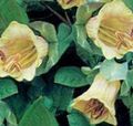gelb Blume Dom Glocken, Tasse Und Untertasse Pflanze, Tasse Und Untertasse Wein Foto und Merkmale