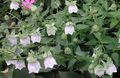 Záhradné kvety Kapota Zvonček, Codonopsis biely fotografie
