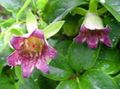 Zahradní květiny Kapota Zvonek, Codonopsis růžový fotografie