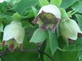 les fleurs du jardin Chapeau Campanule, Codonopsis vert Photo