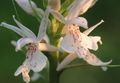 бял Цвете Ароматно Орхидея, Комари Gymnadenia снимка и характеристики