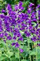 фиолетовый Цветок Колокольчик высокорослый Фото и характеристика