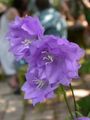 leylak çiçek Campanula, Bellflower fotoğraf ve özellikleri