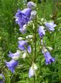 světle modrá Květina Campanula, Zvonek fotografie a charakteristiky