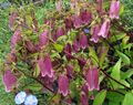 Садовые Цветы Колокольчик среднерослый, Campanula бордовый Фото