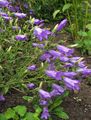 Zahradní květiny Campanula, Zvonek nachový fotografie