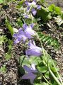 bláthanna gairdín Campanula, Bellflower lilac Photo