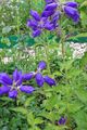 zils Zieds Campanula, Pulkstenīte Foto un raksturlielumi