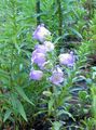 Flores do Jardim Campanula, Bellflower luz azul foto