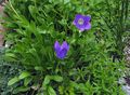 mavi çiçek Campanula, Italyanca Bellflower fotoğraf ve özellikleri