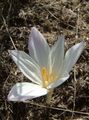 bianco Fiore Falso Crocus Autunno, Colchico Appariscente, Donne Nude, Lo Zafferano Prato foto e caratteristiche