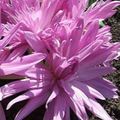 Садові Квіти Колхикум (Безвременник Осінній), Colchicum рожевий Фото