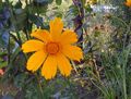 помаранчевий Квітка Кореопсис Багаторічний Фото і характеристика