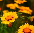 оранжевый Цветок Кореопсис однолетний Фото и характеристика