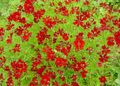 Hage blomster Goldmane Tickseed, Coreopsis drummondii rød Bilde