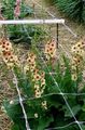 pembe çiçek Süs Mullein, Verbascum fotoğraf ve özellikleri