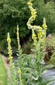 Hage blomster Ornamental Mullein, Verbascum gul Bilde