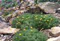 Záhradné kvety Cotula žltá fotografie