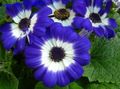 μπλε λουλούδι Cineraria Ανθοπωλείο φωτογραφία και χαρακτηριστικά
