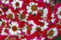 czerwony Kwiat Roczny Starzec (Cineraria) zdjęcie i charakterystyka