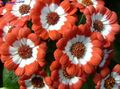 oranžna  Cineraria Cvetličarna fotografija in značilnosti