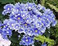 блакитний Квітка Крестовник Однорічний (Цинерарія) Фото і характеристика