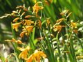 Flores do Jardim Crocosmia amarelo foto