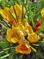 les fleurs du jardin Crocus Début, Le Crocus Tommasini, La Neige Crocus, Tommies jaune Photo