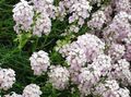 λευκό λουλούδι Stonecress, Aethionema φωτογραφία και χαρακτηριστικά