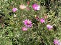 Záhradné kvety Večný, Slamiha, Strawflower, Papier Sedmokráska, Sedmokráska Večný, Xeranthemum ružová fotografie