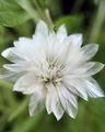 Vrtno Cvetje Večna, Smilja, Strawflower, Papir Daisy, Večni Daisy, Xeranthemum bela fotografija