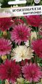 бордовий Квітка Ксерантемум Фото і характеристика