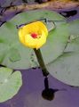 Tuin Bloemen Zuidelijke Spatterdock, Geel Vijver Lelie, Gele Koe Lelie, Nuphar geel foto