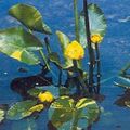 Southern Spatterdock, Yellow Pond Lily, Yellow Cow Lily   