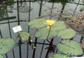 Gartenblumen Seerose, Nymphaea gelb Foto